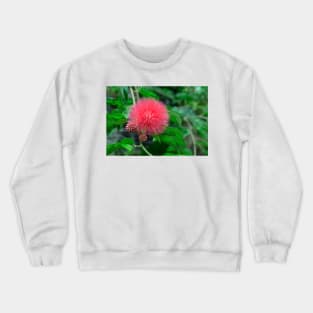 Calliandra (Powder puff plant) Crewneck Sweatshirt